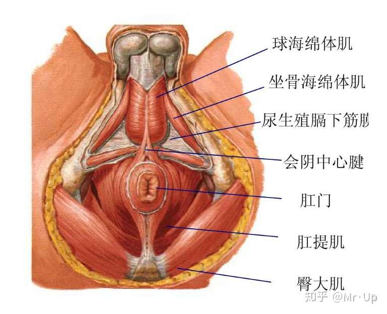 Pc肌锻炼为什么可以提高性能力 知乎