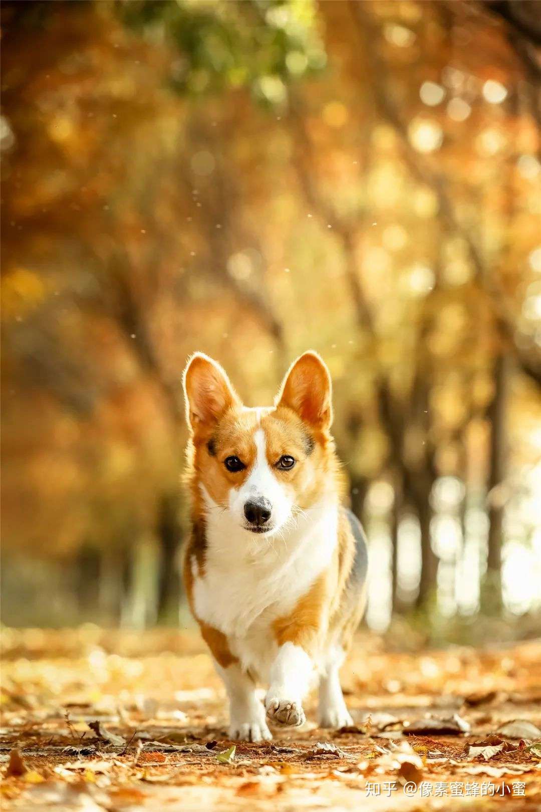 专访专业宠物摄影师 教你如何给自家萌宠拍大片 知乎