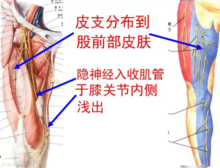 腰骶关节的上下缘,腰骶关节劳损插图14 腰骶关节的上下缘,腰骶关节劳损插图14