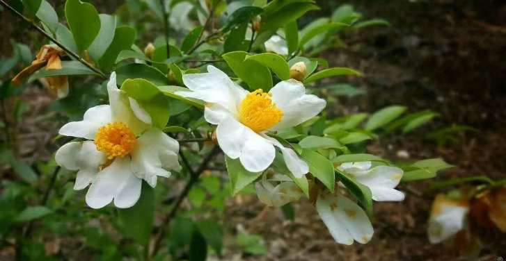 油茶树的种植条件 知乎