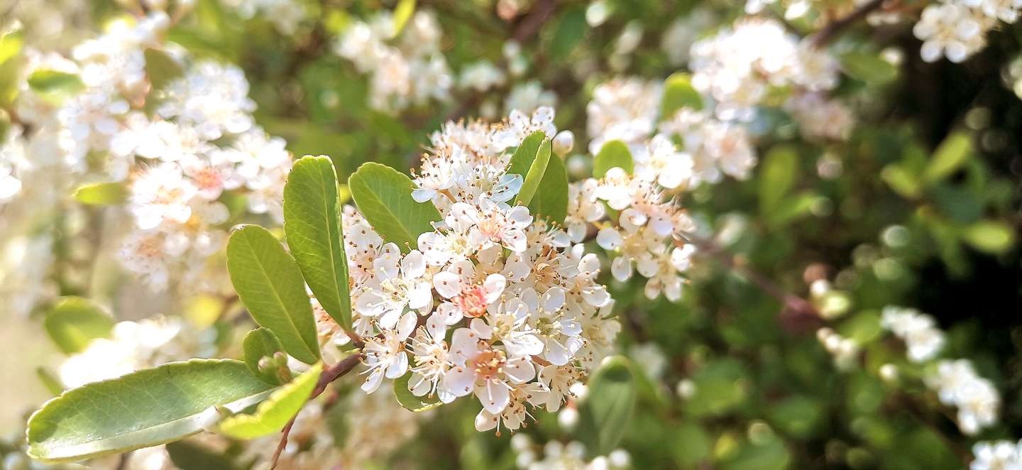 吉安视觉 花白胜雪四月中后河味道火棘花开 知乎