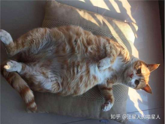 猫的肚子一天比一天大 但不是怀孕 不是猫腹水就是猫传腹 知乎