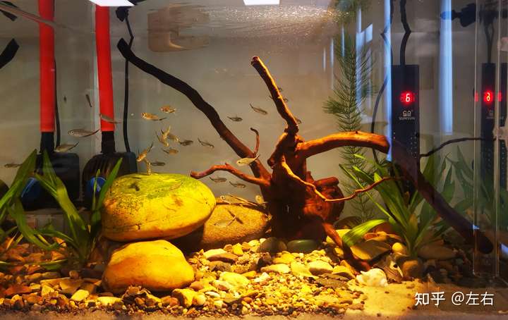 想开一个30方缸,南美风格,大家推荐一下养什么鱼?