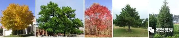 详解|城市道路绿地景观设计