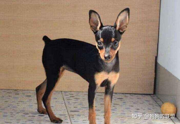 建议你养 小鹿犬 是有原因的 养了才知道有多好 知乎