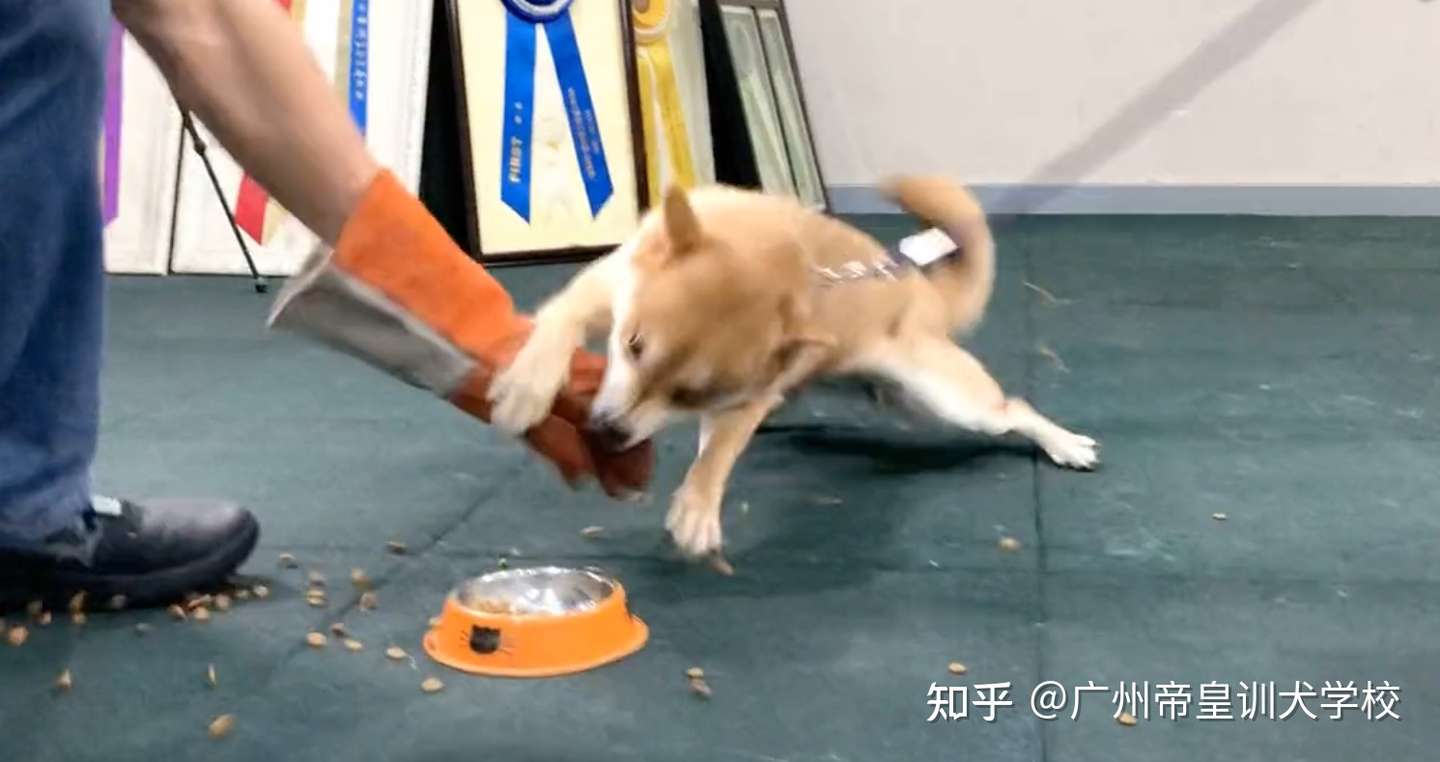 3岁柴犬护食怎么办 行业 泰山北斗 赖广南60天解决狗狗问题 知乎