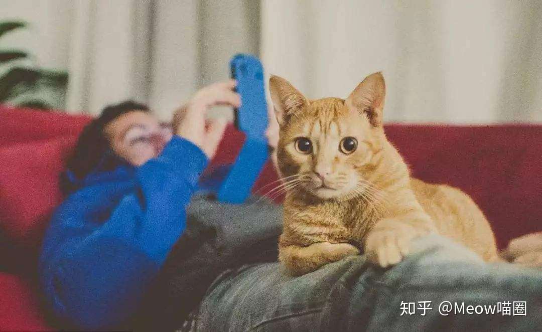 猫咪喜欢你到不行的4 个表现 知乎