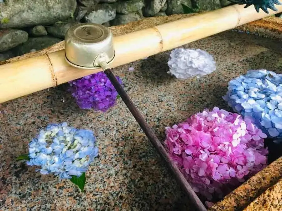 樱花的季节过去 是时候轮到紫阳花开场啦 知乎 樱花的季节过去 是时候轮到紫阳花开场啦 知乎