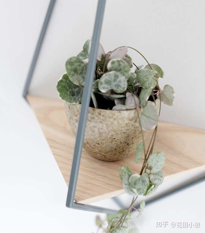 送你10款壁挂式植物花器 知乎