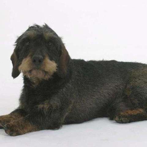 刚毛腊肠犬 知乎