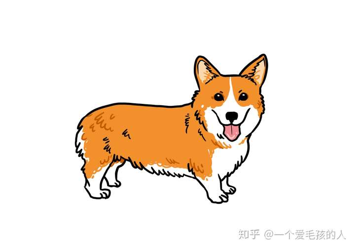 中型犬品种大全图片名称