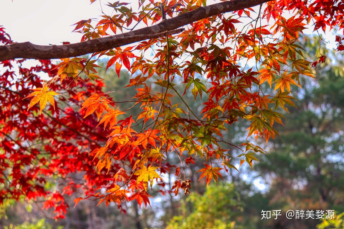 红叶纷飞落满地鸳鸯相对浴红衣 知乎