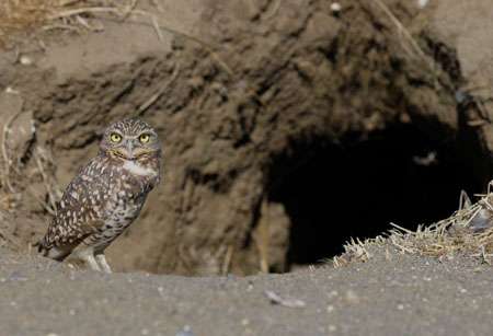 为什么形容人狡猾恐怖多用夜枭?