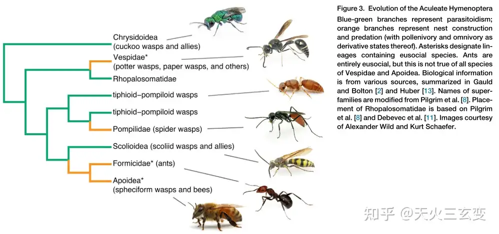 Phylogenomics Resolves Evolutionary Relationships among Ants, Bees