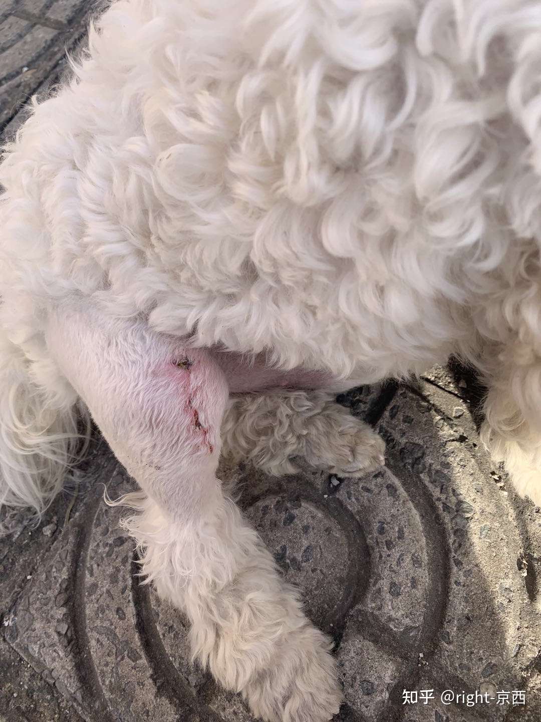 狗狗骨折到痊愈的过程及治疗费用 知乎