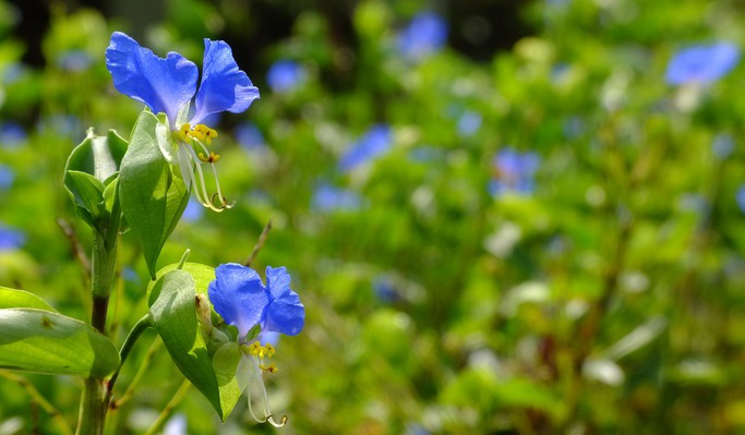 7月上旬诞生花 知乎