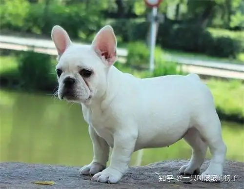 幼犬口臭是什么原因 知乎