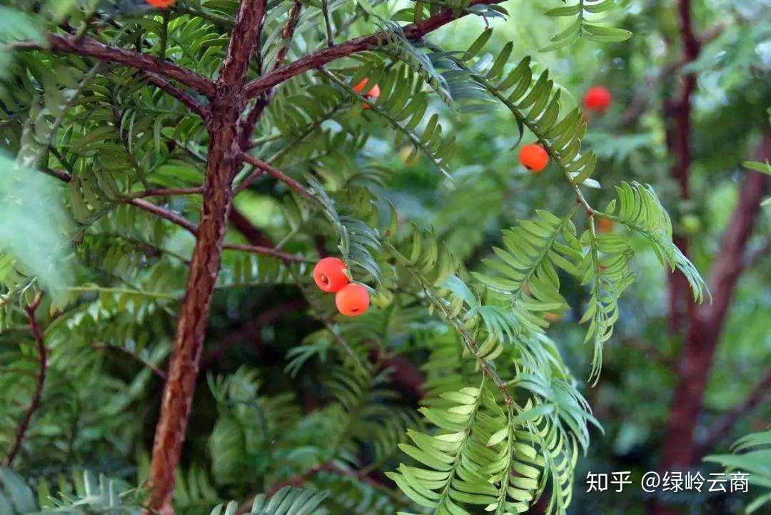 采购苗木需要注意哪些 这篇文章把从采购前准备到验收都说全了 知乎