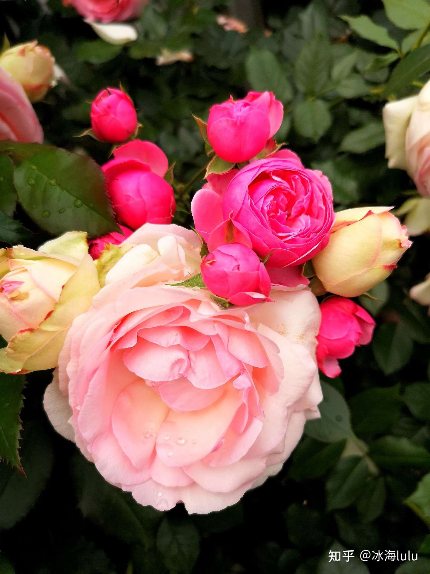漫花玫瑰花海摄影采风 知乎