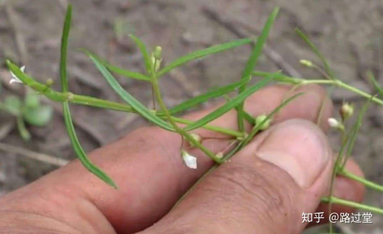 你所不知道的白花蛇舌草 知乎