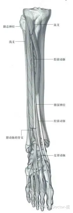 腓肠神经体表投影图片