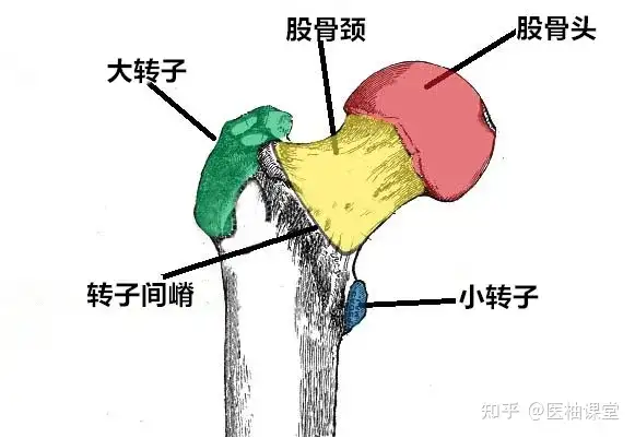 上肢骨+下肢骨高清解剖图谱！临床必备！ - 知乎