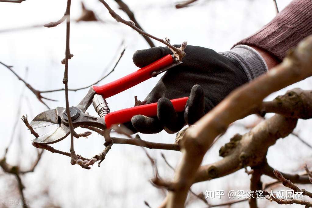 庭院中 灌木类植物该如何修整 知乎