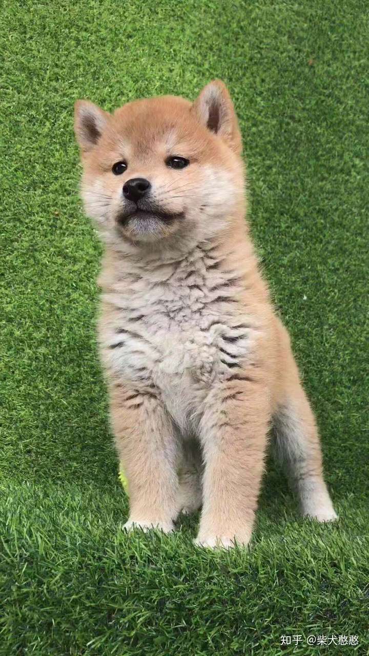 求各位柴犬大神帮忙看看 这是阿黄还是柴犬串串呀?