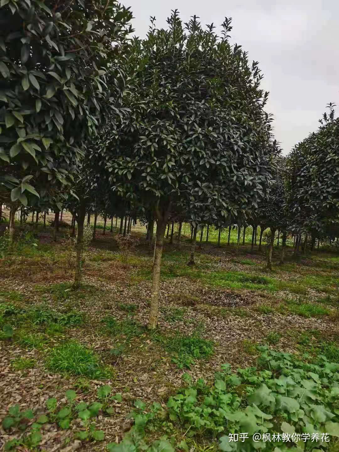 剧透 桂花树 3种 不同 苗情 的 包活 栽植方法 知乎