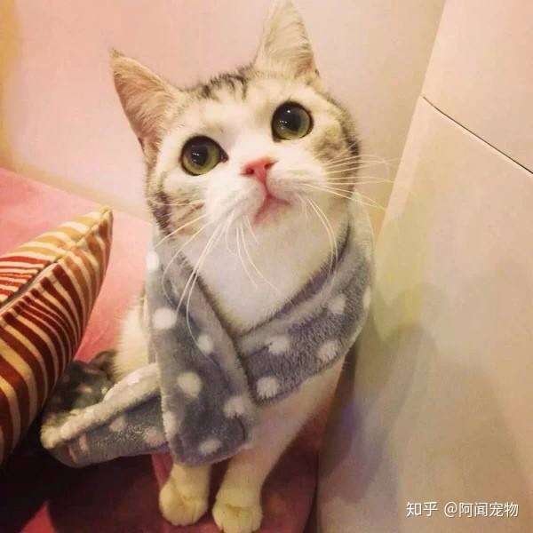 猫咪呕吐的常见原因及应对办法 知乎