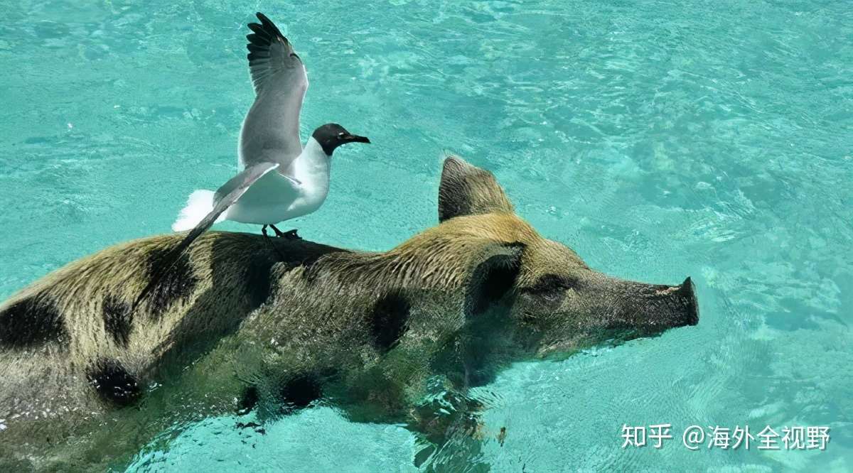 巴哈马的一群猪 从此在猪岛上过上了幸福快乐的日子 巴哈马护照 知乎