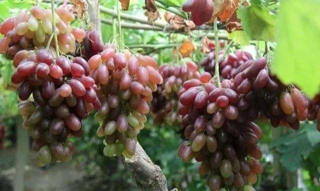 诊断葡萄病害不再难 10种葡萄常见病虫害症状及防治方法值得收藏 知乎