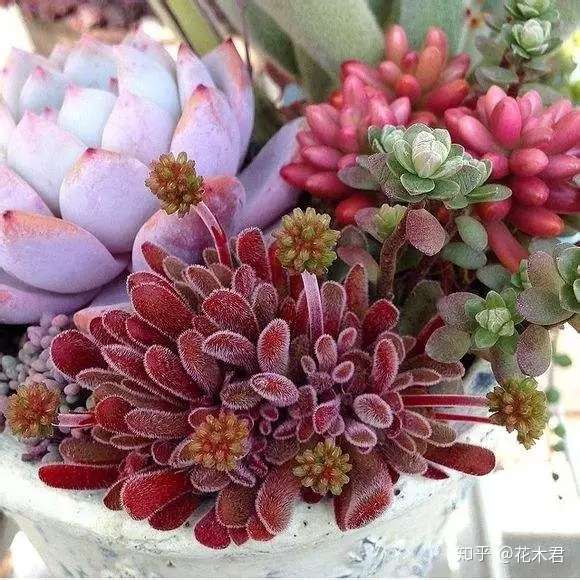 冬季购买多肉的小窍门以及品种推荐 知乎