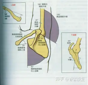 肩胛骨內側緣疼痛