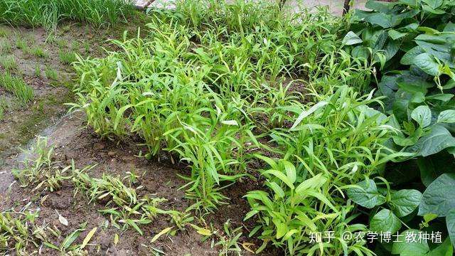 空心菜好吃又营养 掌握春季种植技巧 一次撒种多次收获 知乎