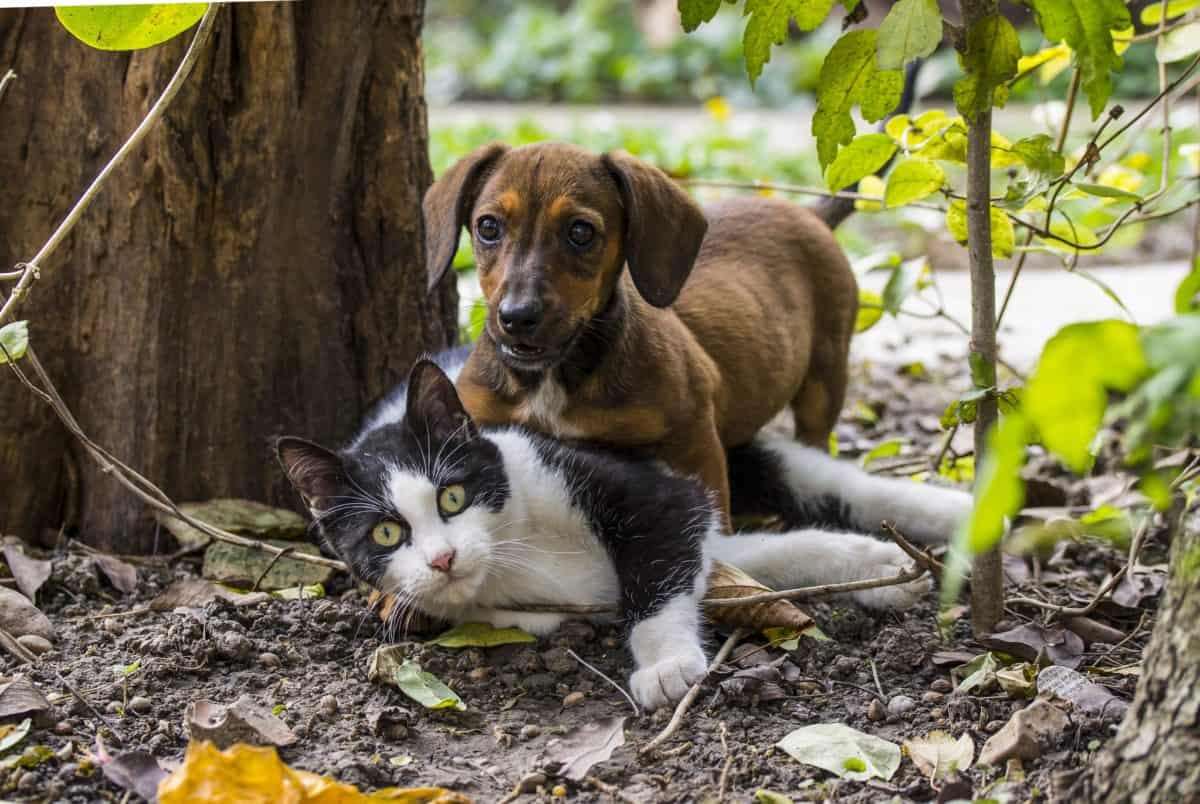 猫科の完全指南 猫科动物概论 知乎