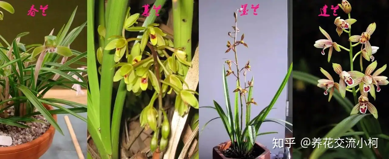 兰花五大家 春兰 蕙兰 建兰 墨兰和寒兰咋养 养护指南看这里 知乎