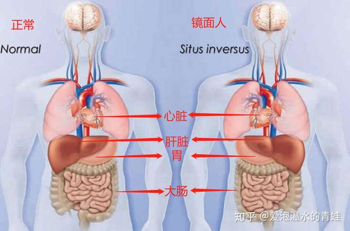 存在哪些奇特的人體構造