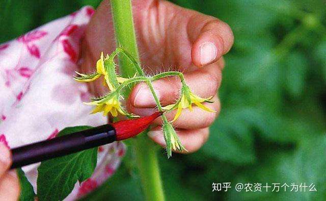 西红柿种植 点花 蘸花 喷花 熊蜂授粉 菜农究竟选择哪个好 知乎