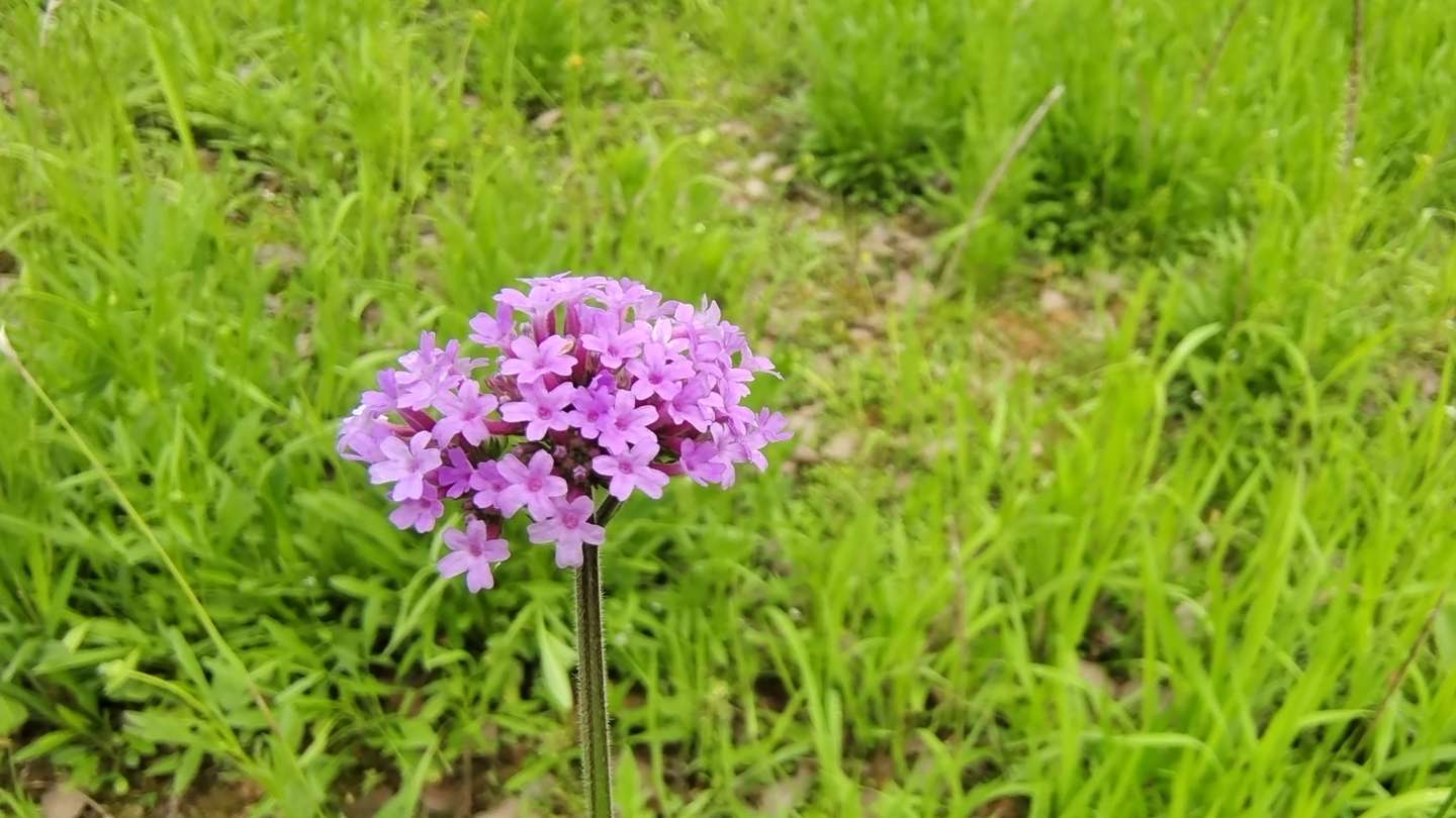 美丽吉安之赏花系列 马鞭草花开美景怡人 知乎