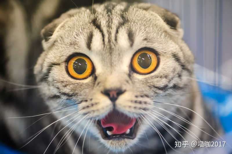 猫喜欢被撸吗 喵咖 知乎