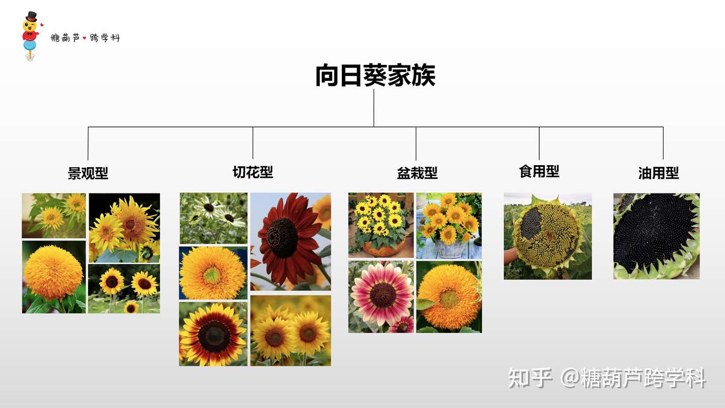 你忽略了的世界 向日葵篇 知乎