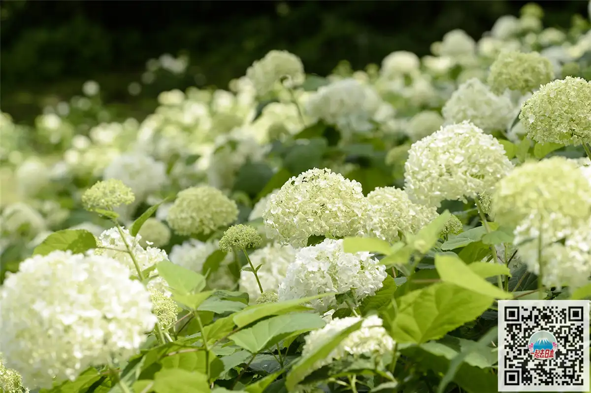 雨季的清新色彩 日本10大最美紫阳花名所 知乎