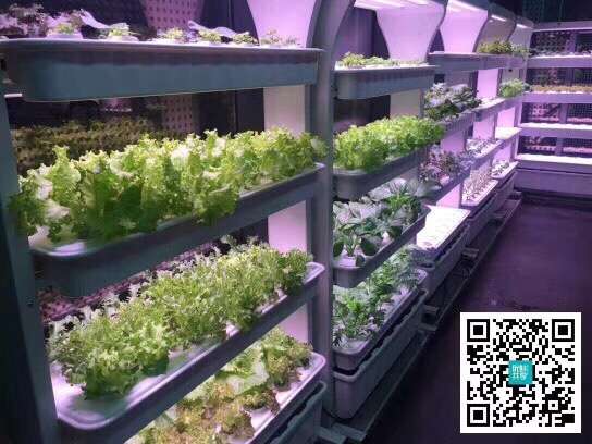 餐桌边上的菜园 家庭种菜机让您吃上健康的新鲜蔬菜 知乎