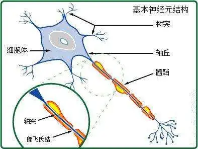 第1课髓鞘质前人人平等