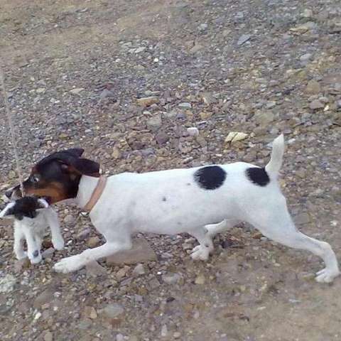 短毛太仓小猎犬