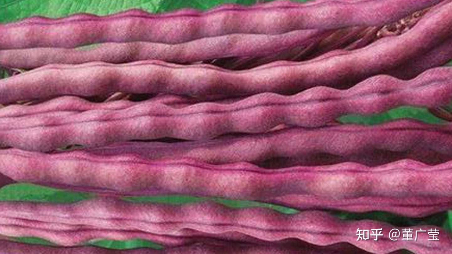还不知道这35种紫色蔬菜你太亏了 富含花青素 营养又美味 赶紧选几种趁着过年大显身手吧 过个健康年 知乎