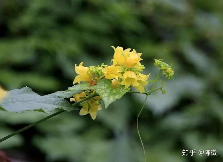 那些有趣的植物名字 知乎