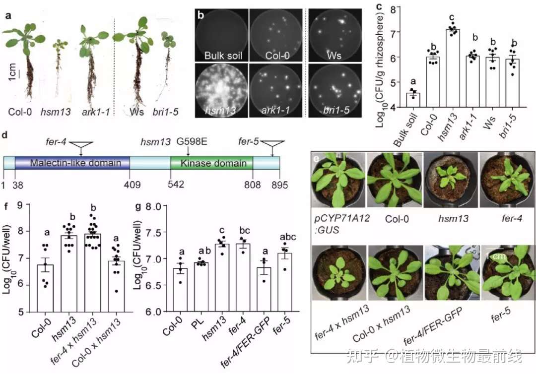 Nature 子刊 揭示植物如何招募有益微生物保护自己免受病原菌的攻击 知乎