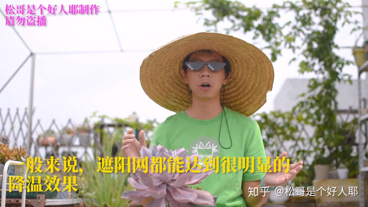 多肉植物 夏季该遮阳啦 但遮阳不是万能的 来了解一下吧 知乎